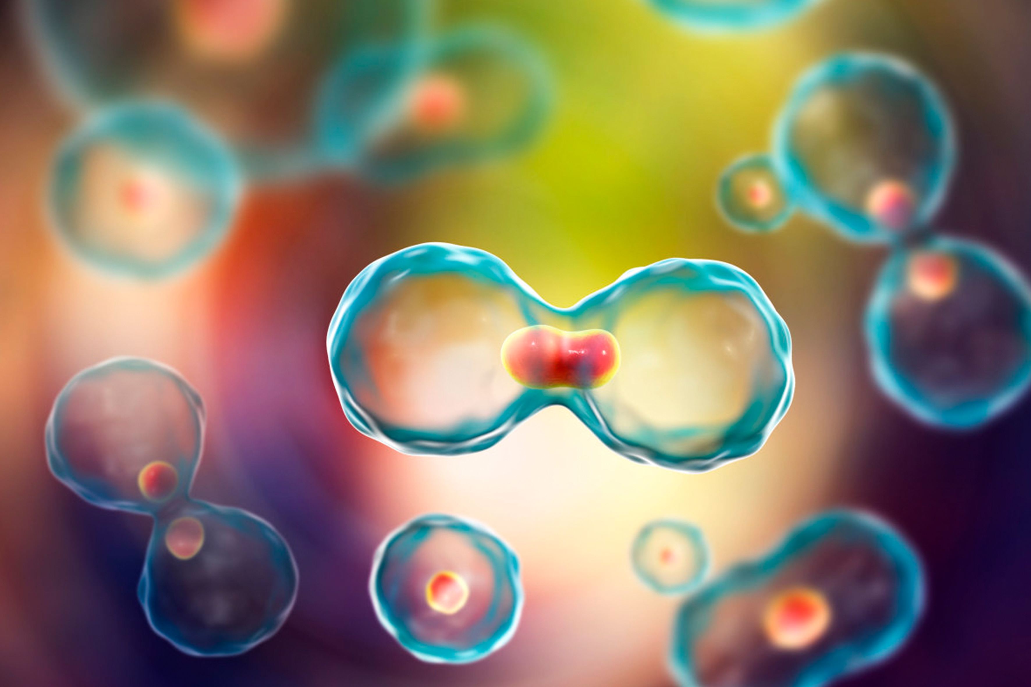 1555124588307809.jpg 新研究:“精英”細胞在將分化細胞轉化為干細胞中起關(guān)鍵作用.jpg